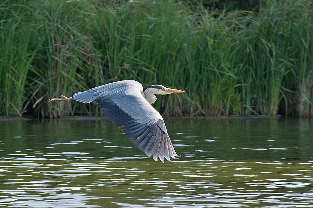 DSC_0793.jpg