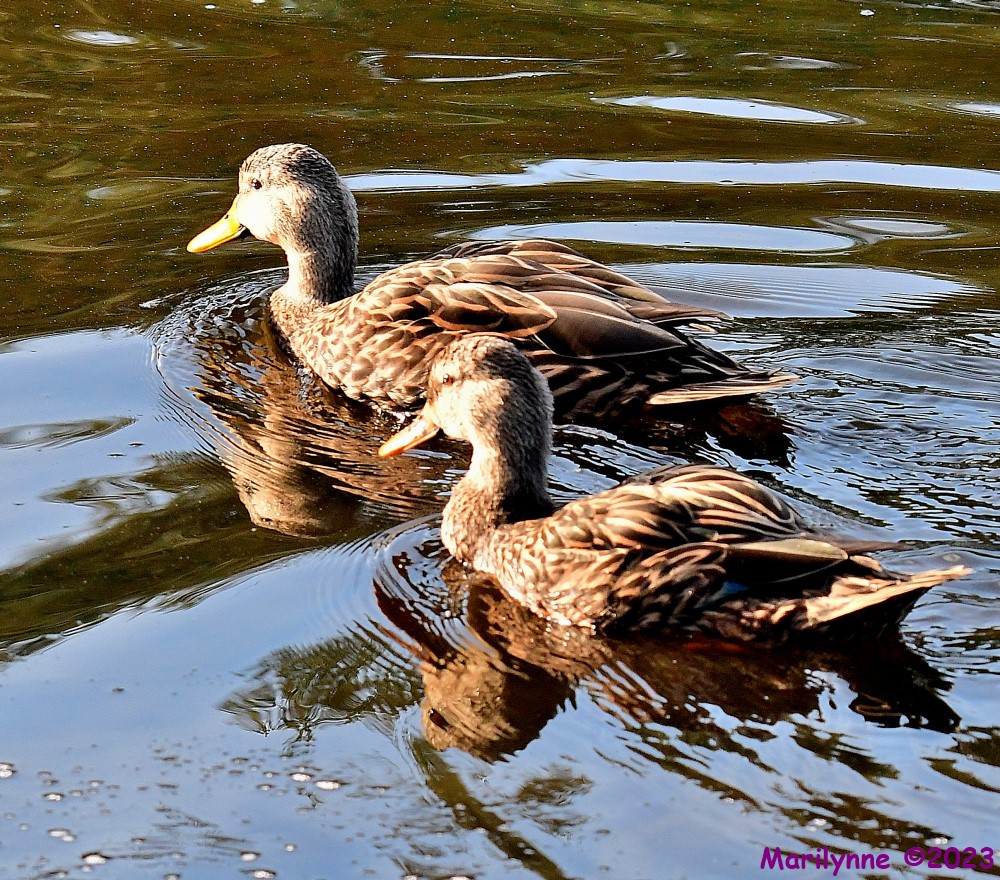 DSC_0793_001.JPG