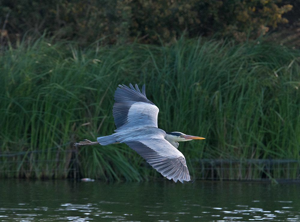 DSC_0795.jpg