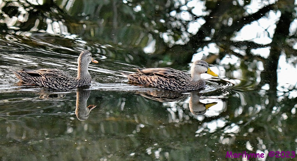 DSC_0796_001.JPG