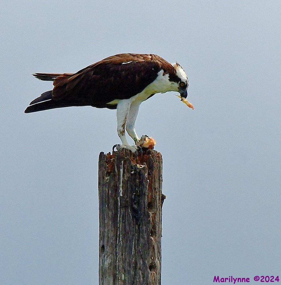 DSC_0796_001.JPG