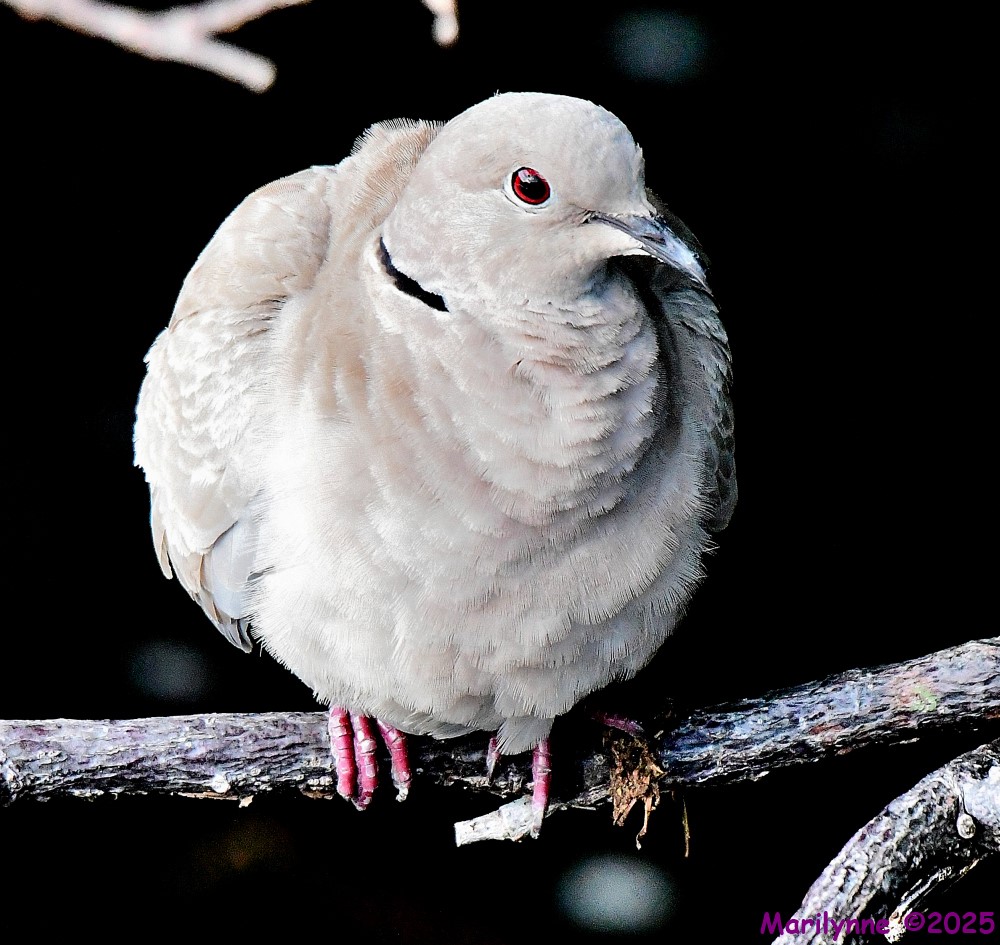 DSC_0796_001.JPG