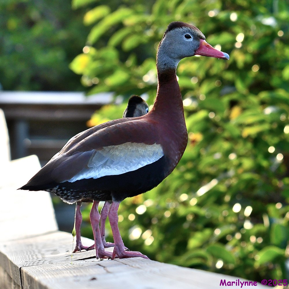 DSC_0798_001.JPG