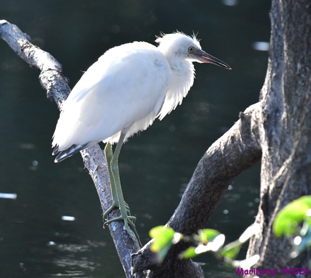 DSC_0798_001.JPG