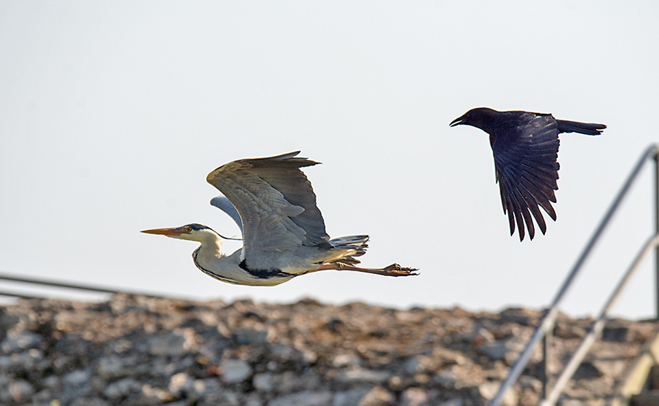 DSC_0803.jpg