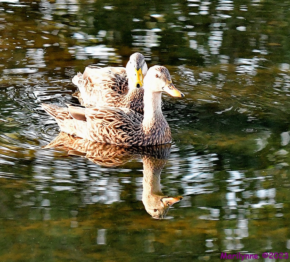 DSC_0803_001.JPG