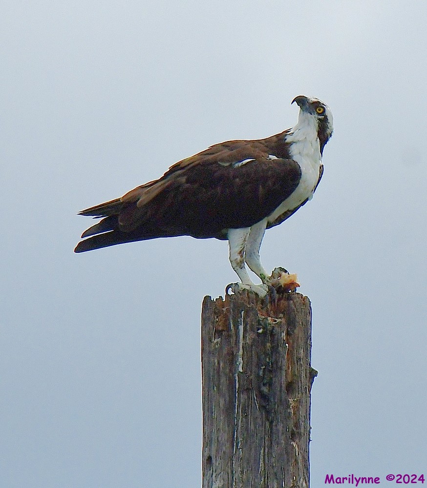 DSC_0804_001.JPG