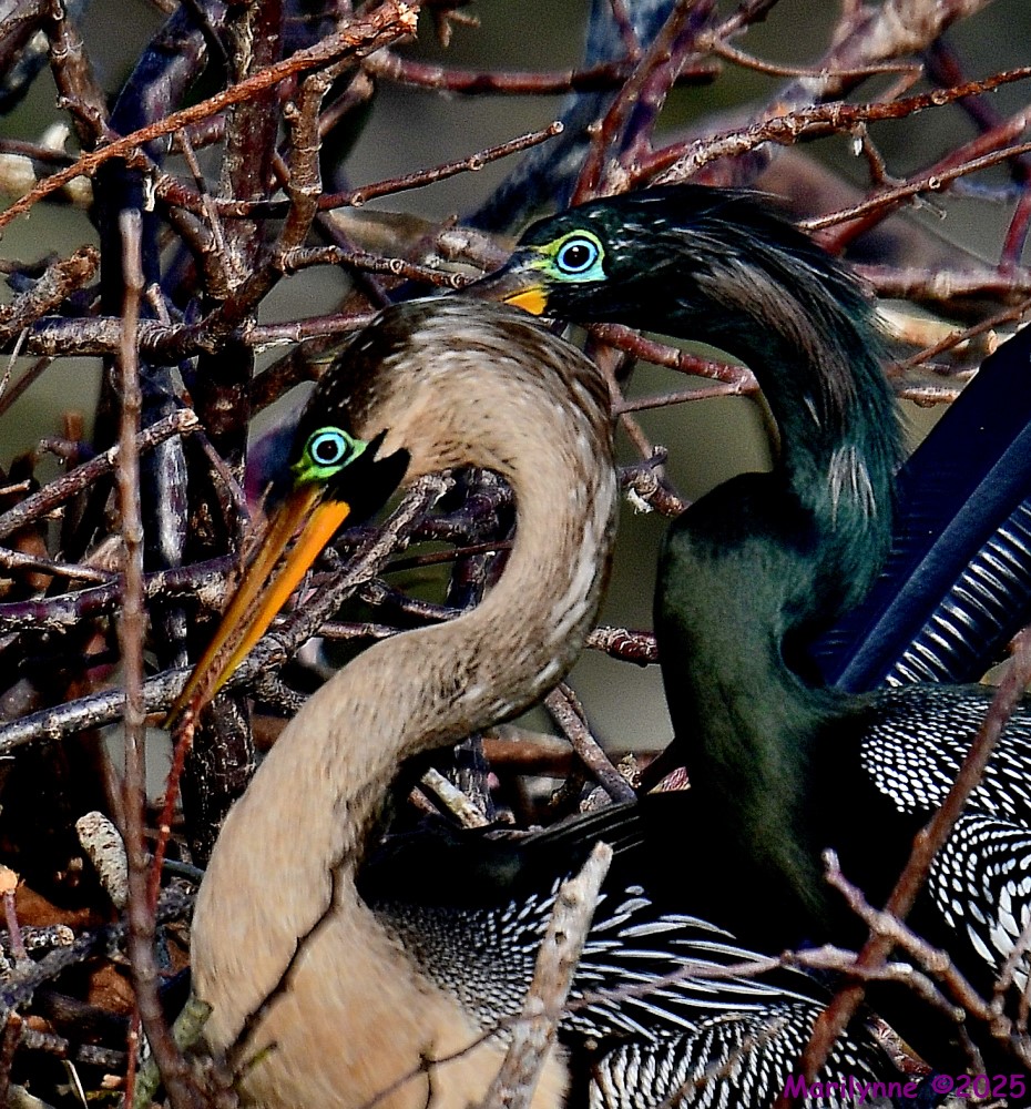 DSC_0804_001.JPG