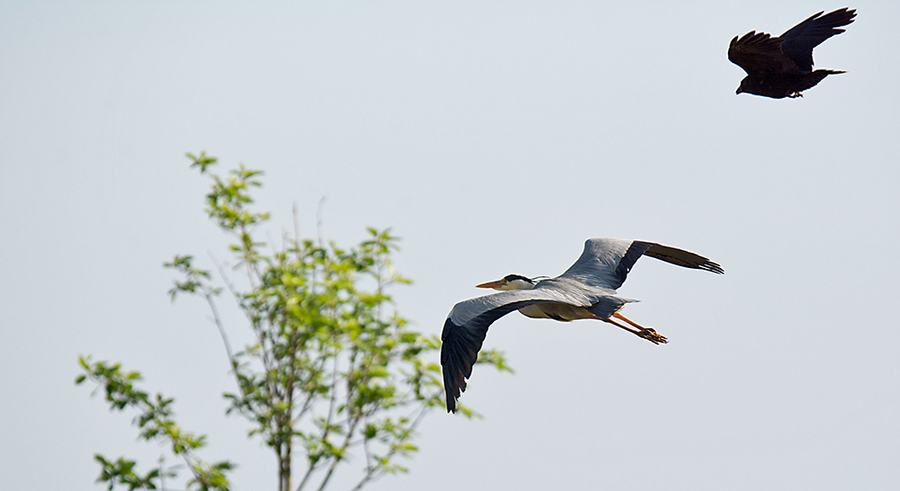 DSC_0806.jpg