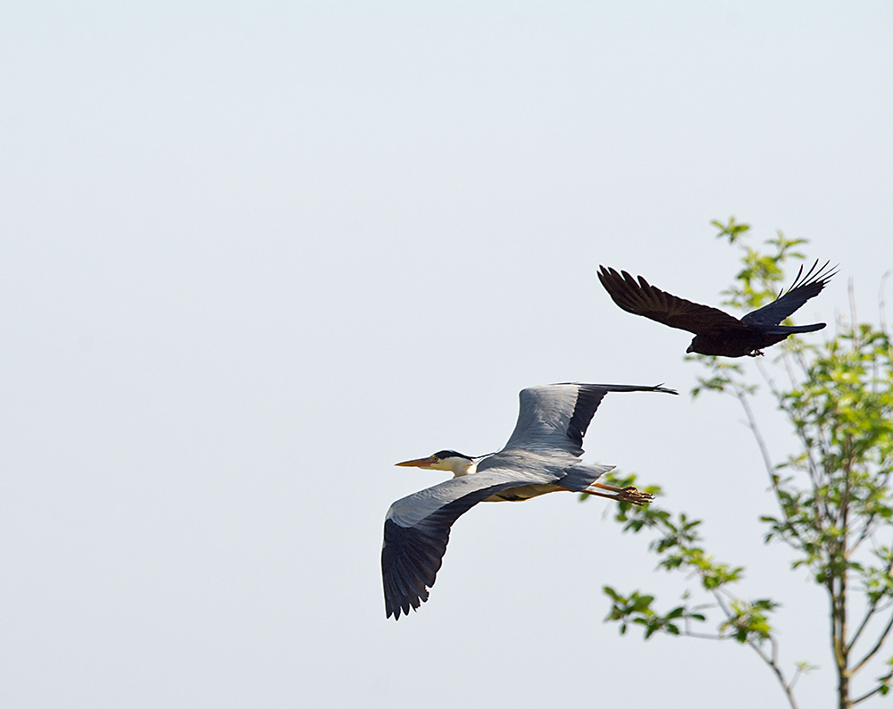 DSC_0807.jpg