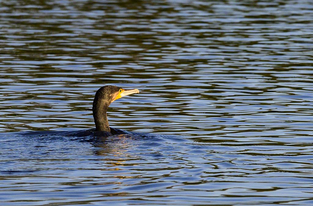 DSC_0807.jpg