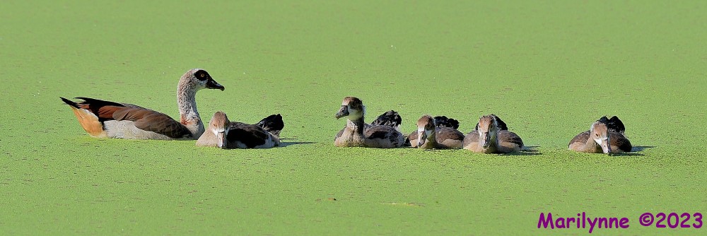 DSC_0808_001.JPG