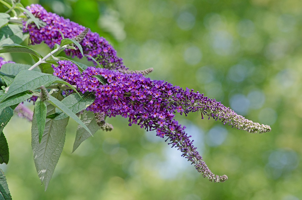 DSC_0811.jpg