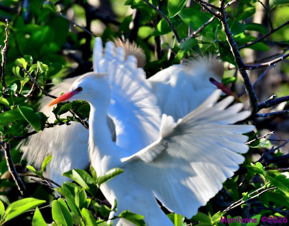DSC_0813_001.JPG