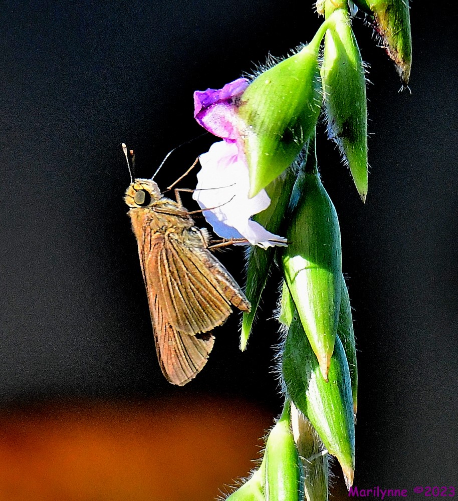 DSC_0815_001.JPG