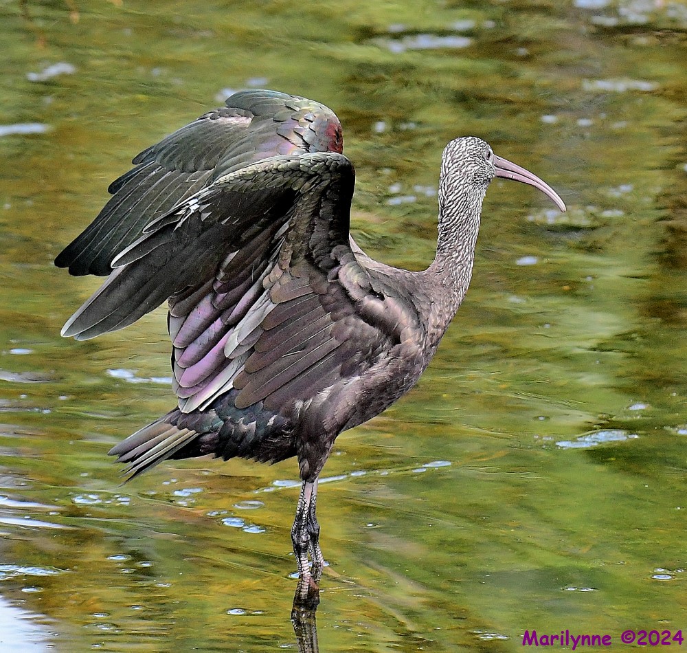 DSC_0817_001.JPG