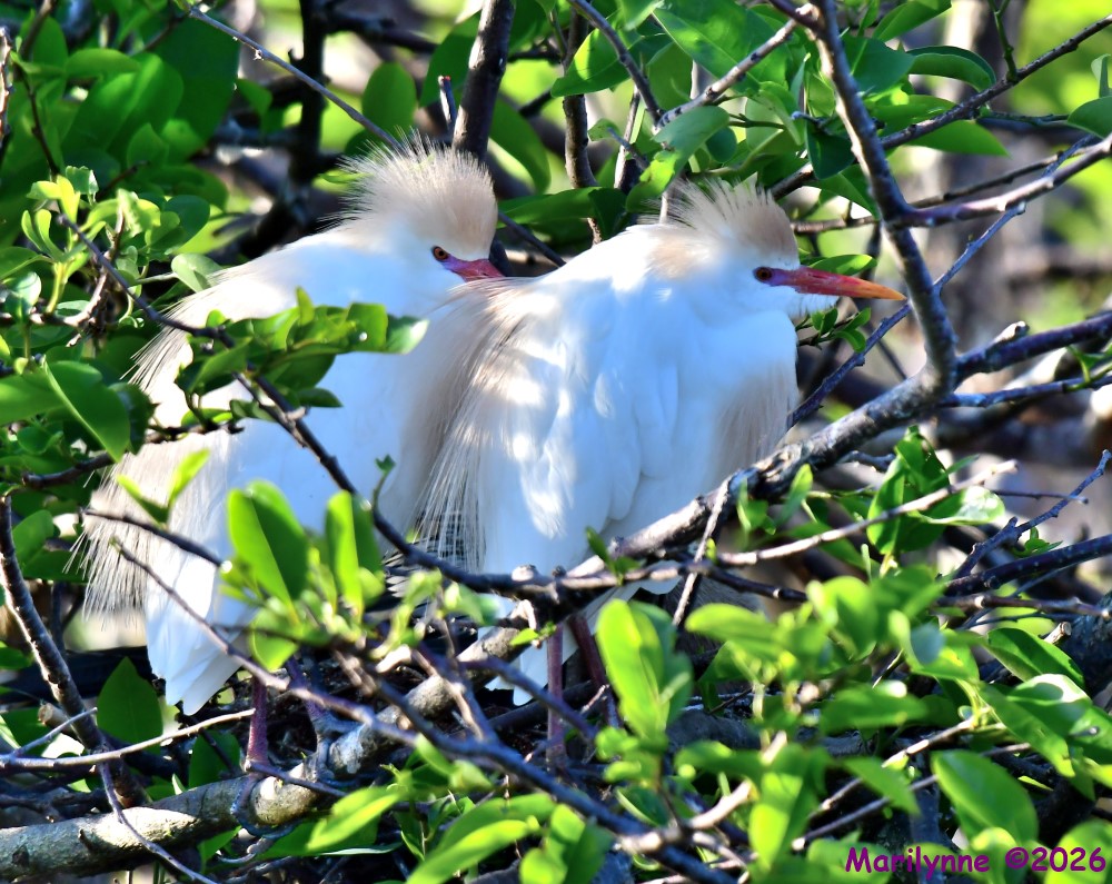 DSC_0818_001.JPG