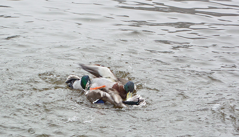 DSC_0824.jpg