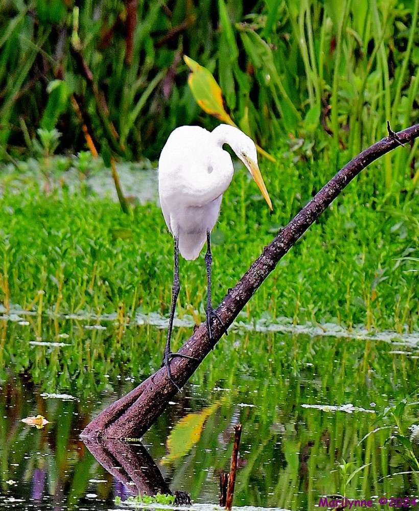 DSC_0826_001.JPG