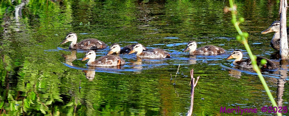 DSC_0826_001.JPG