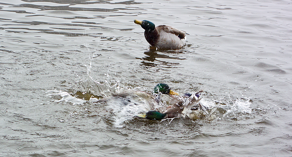 DSC_0828.jpg
