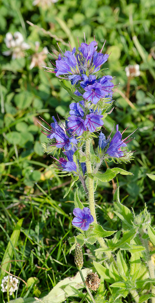 DSC_0833.jpg