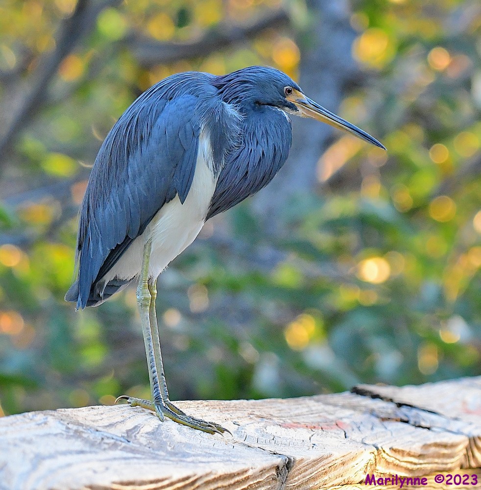 DSC_0833_001.JPG