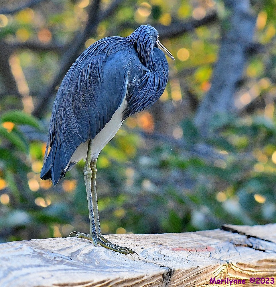 DSC_0835_001.JPG