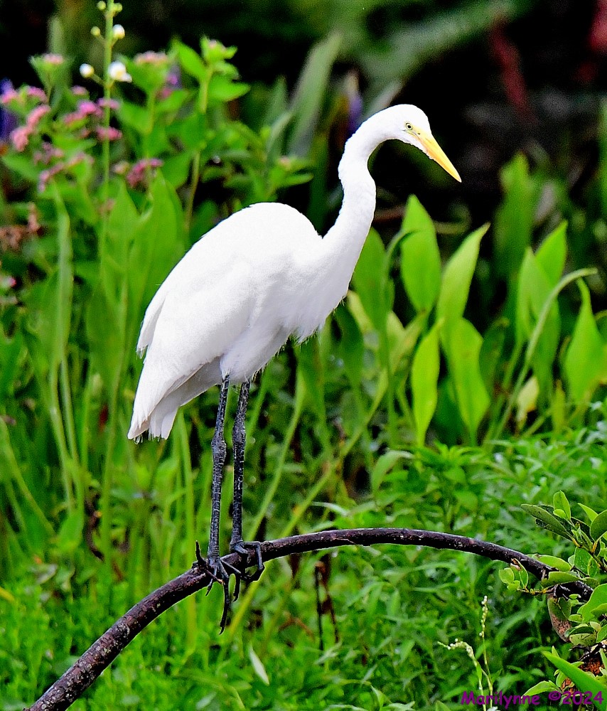 DSC_0838_001.JPG