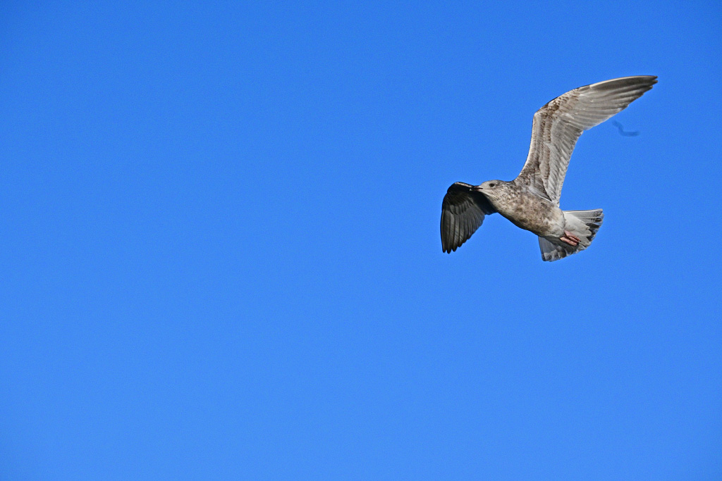 DSC_0851.jpg