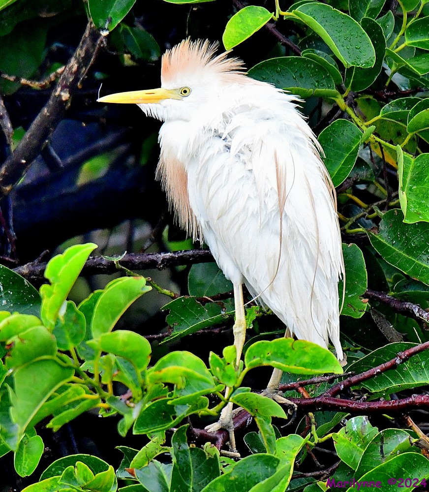 DSC_0852_001.JPG