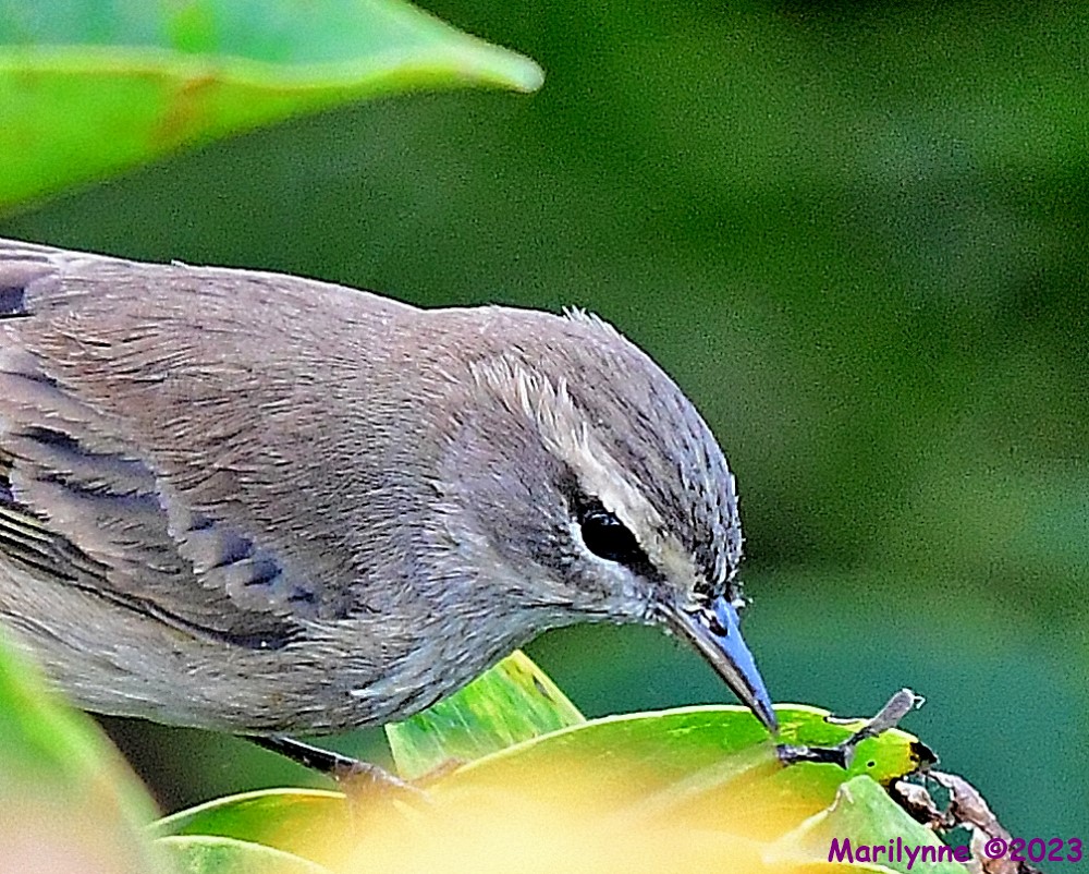 DSC_0853_001.JPG