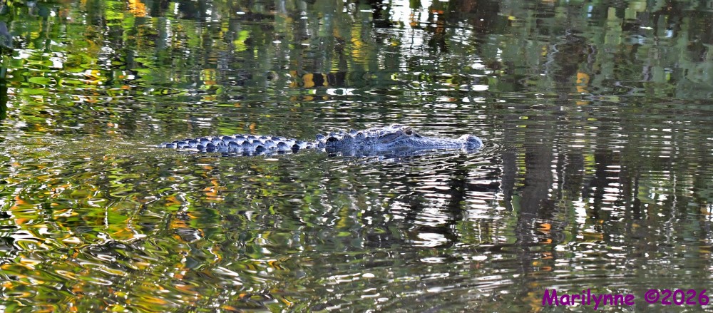 DSC_0853_001.JPG