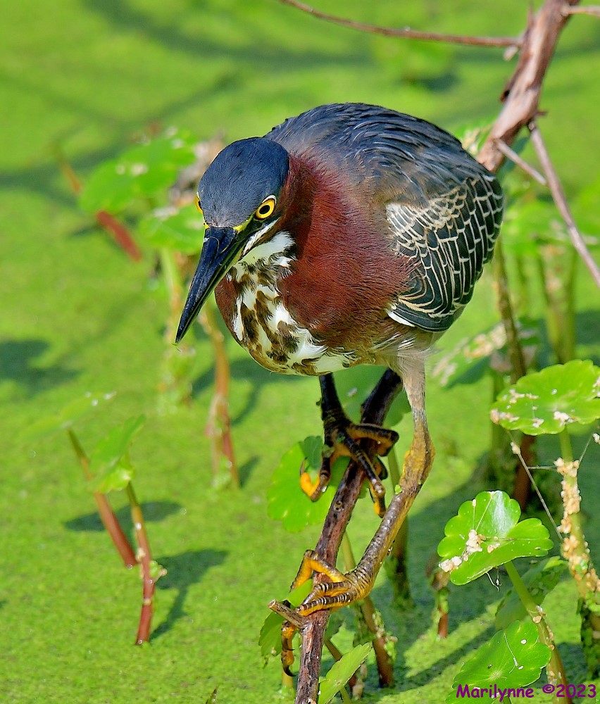 DSC_0854_001.JPG