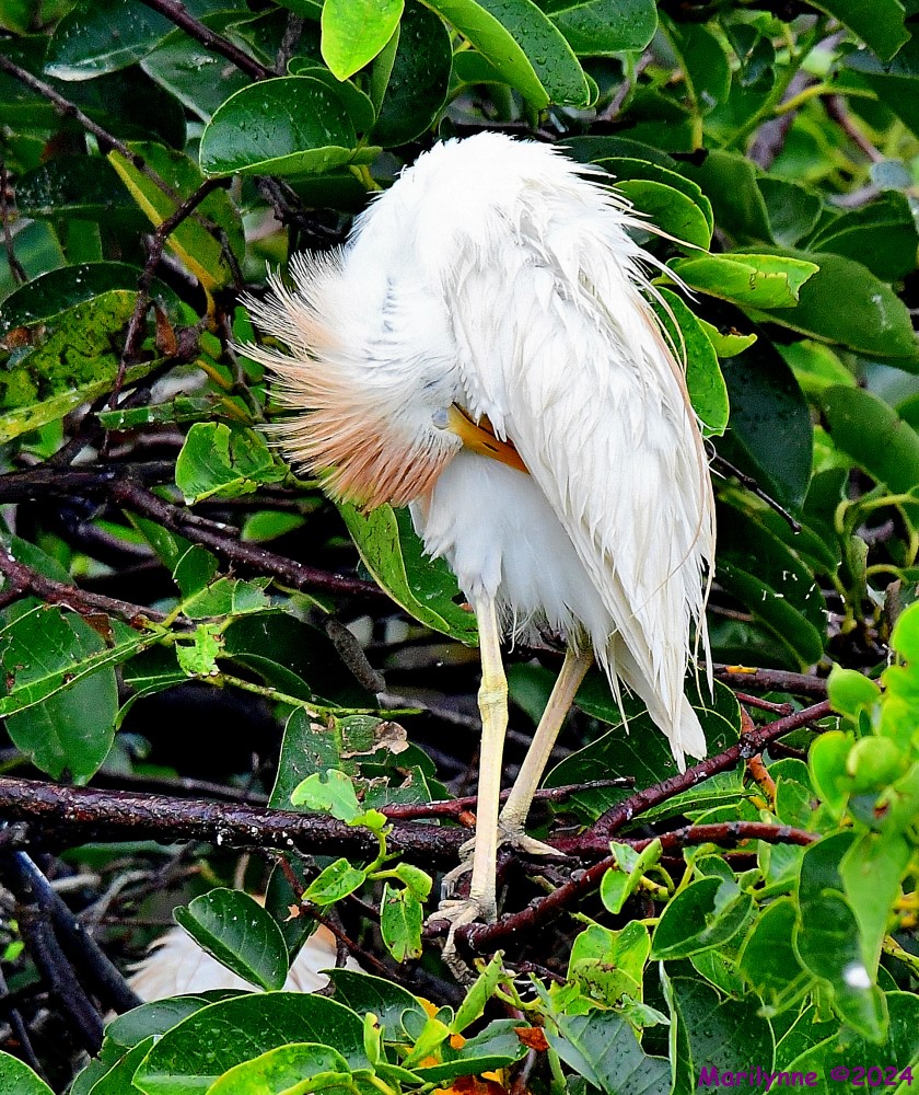 DSC_0855_001.JPG
