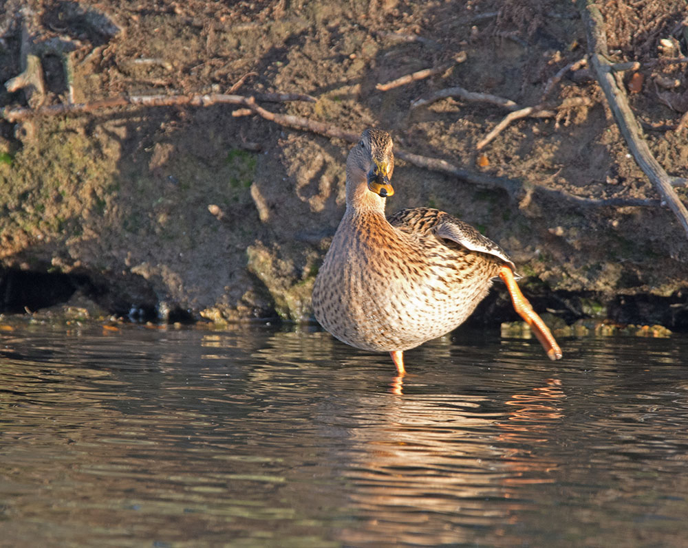 DSC_0856.jpg