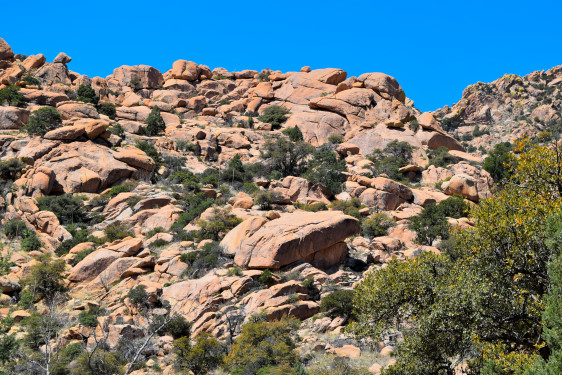 DSC_0858-20200328_237.JPG