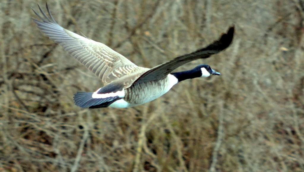 DSC_0858.jpg