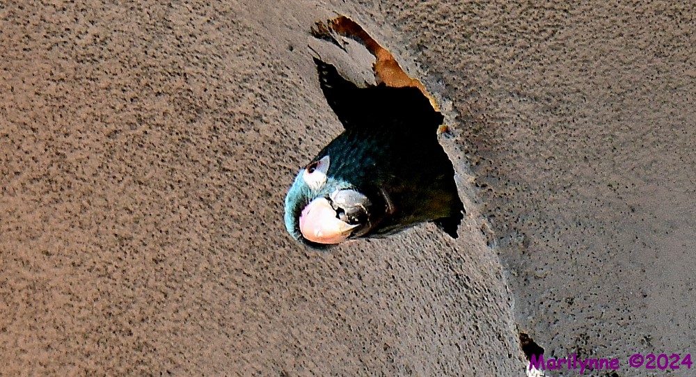 DSC_0863_001.JPG