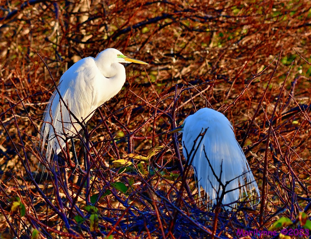 DSC_0866_001.JPG