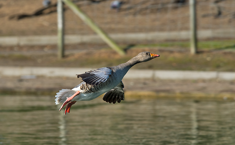 DSC_0867.jpg