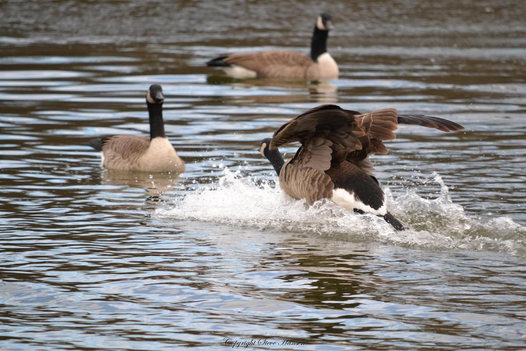 DSC_0868.jpg