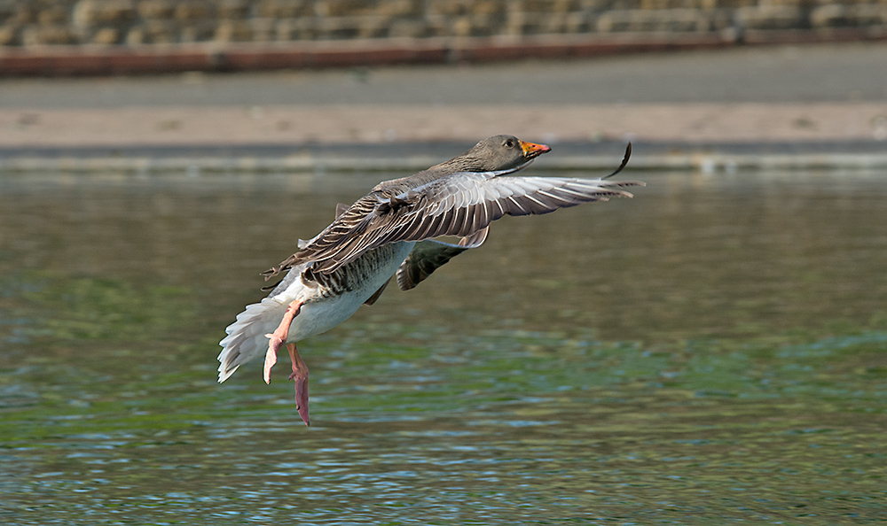 DSC_0869.jpg