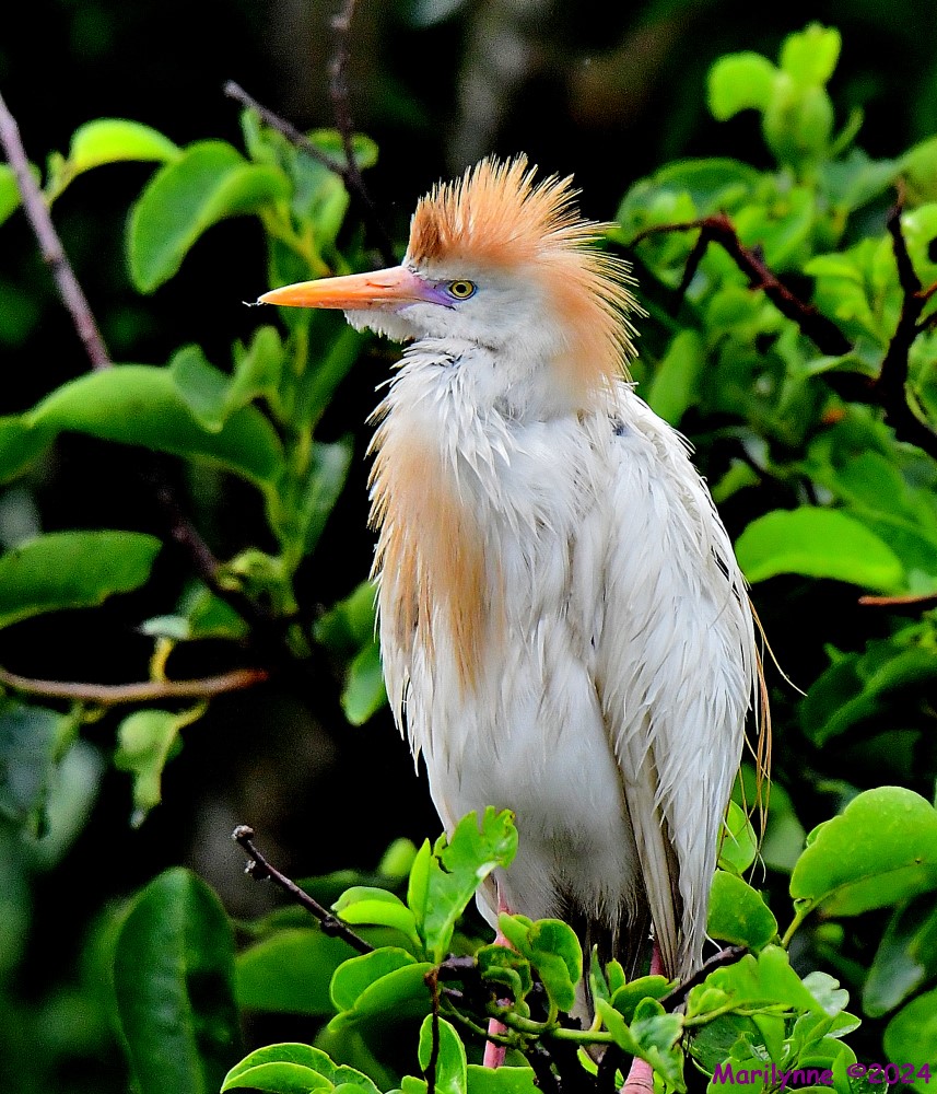 DSC_0869_001.JPG