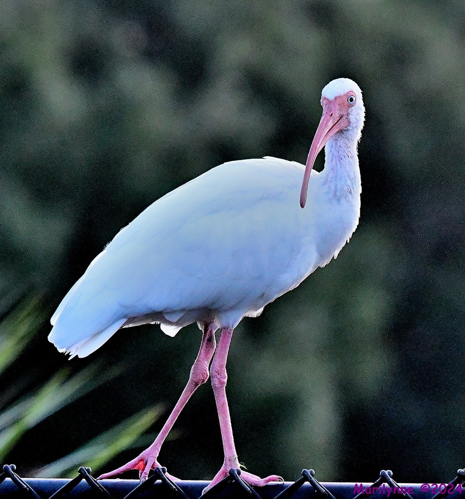 DSC_0869_001.JPG