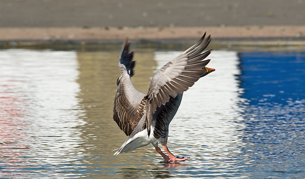 DSC_0870.jpg