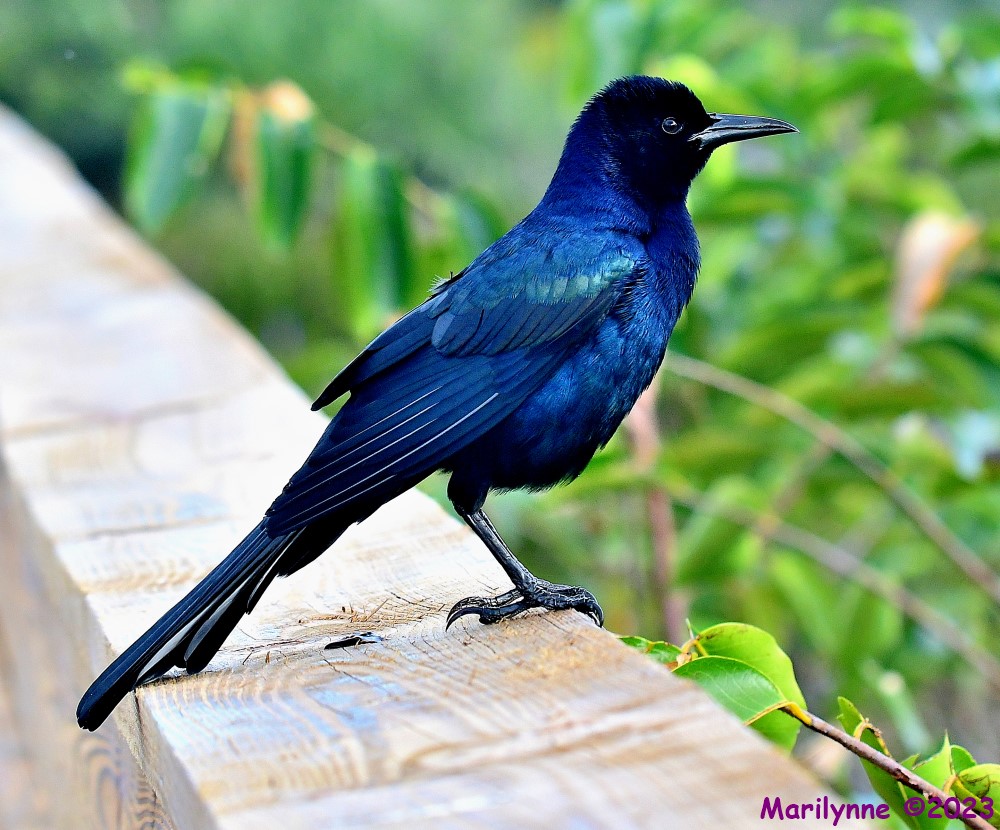 DSC_0870_001.JPG