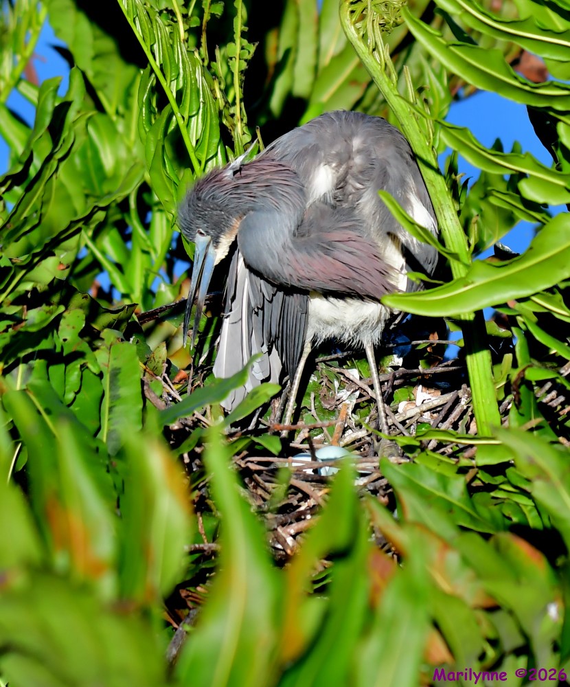 DSC_0871_001.JPG