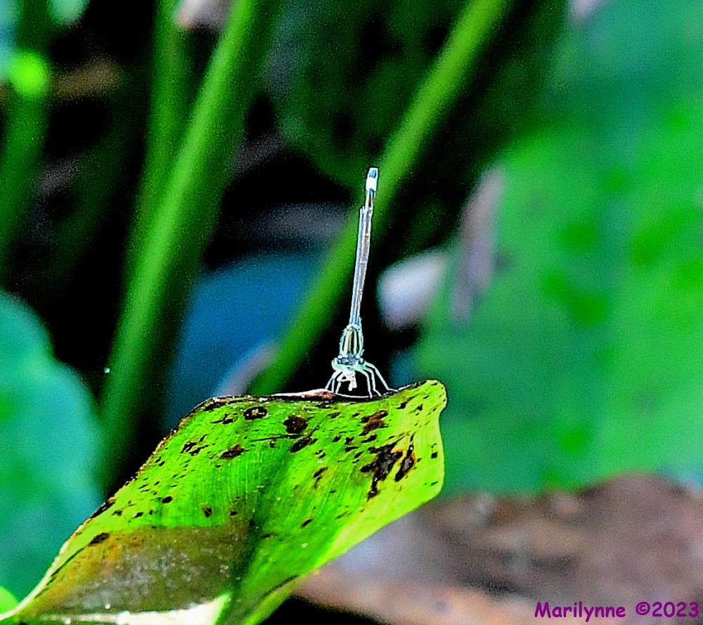 DSC_0874_001.JPG