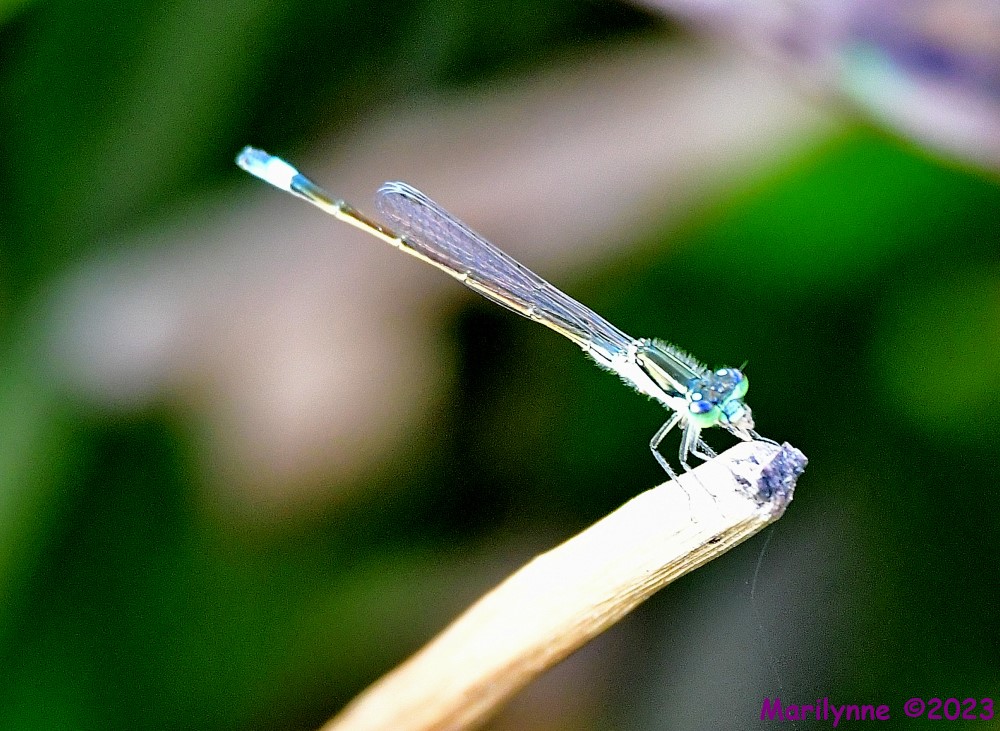 DSC_0877_001.JPG